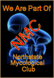 Northstate Logo