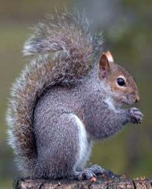 Squirrel Pix